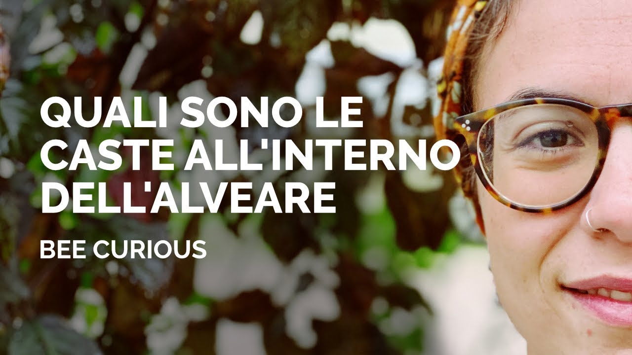 Quali sono le CASTE all'interno dell'ALVEARE | Bee Curious - Adelaide Valentini