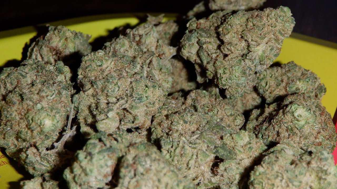 Strain Review Monkey Glue By Good Supply