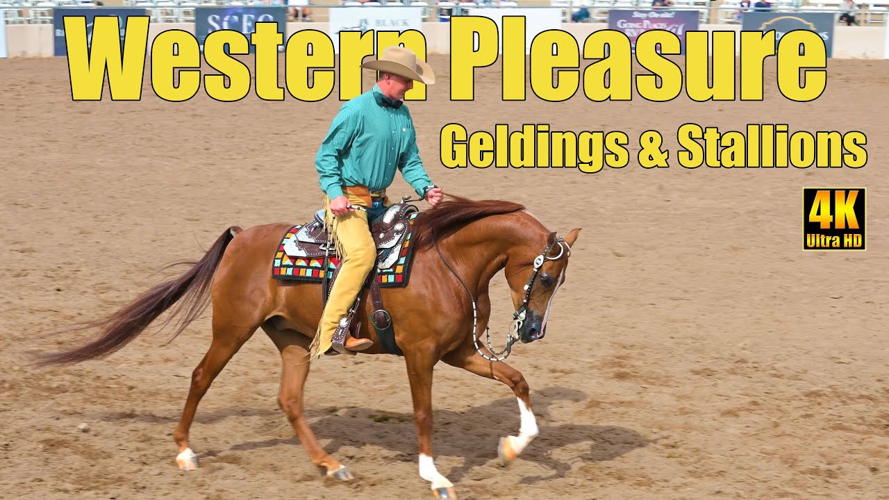 Half Arabian Horse Western Pleasure - Stallions & Geldings at Scottsdale Arabian Horse Show