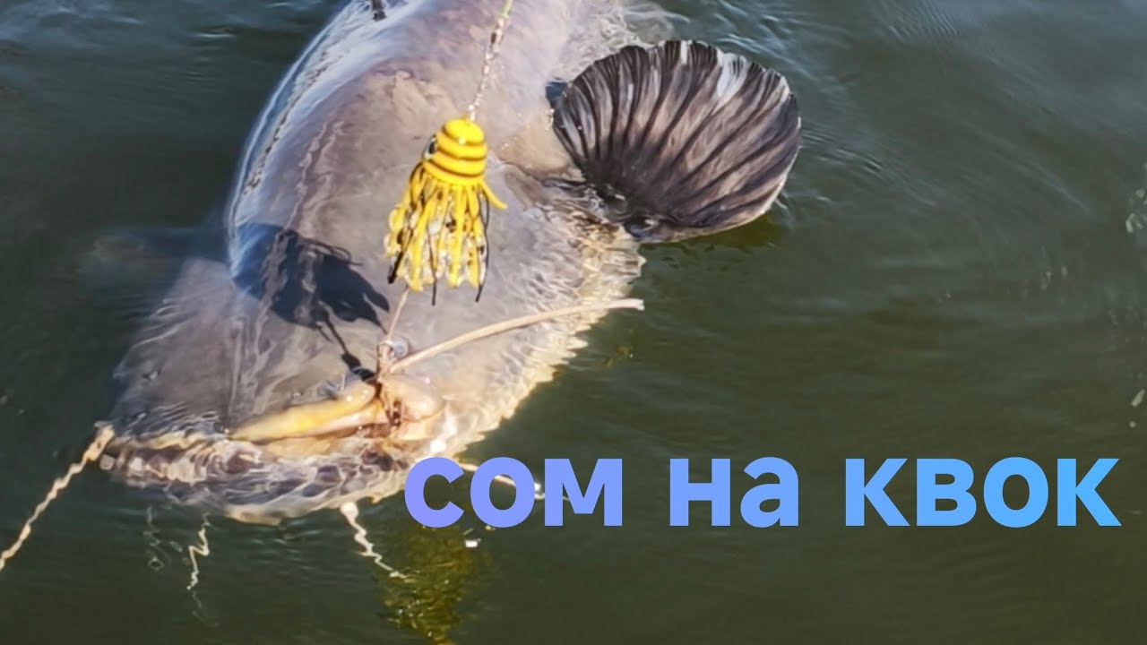 Ловля крупного сома на квок#fishing #рыбалка