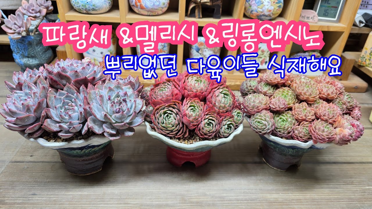 26.02.28.매냐님 뿌리없는 링롱엔시노 &벨라 식재해요 