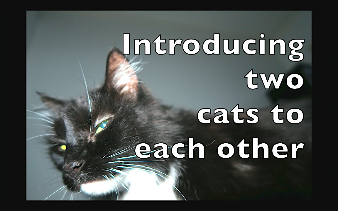 Meet Oliver - Introducing two cats to each other