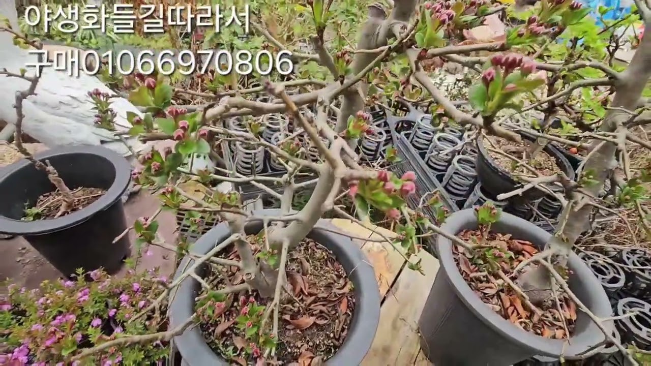 야생화들길따라서 01066970806# 만다홍묵은주.서부해당.심산해당.운남앵초.히말라야앵초.삼색앵초..헬리오트로프.프롯탄테라.목향장미.황철쭉.향기진달래.좀레위시아.