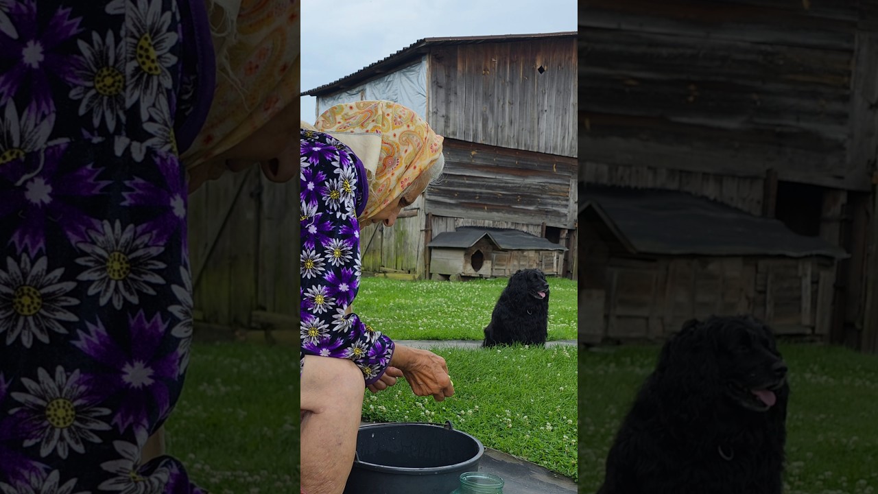 Grandma closes cucumbers. #village #villagefood #cucumbers #recipe
