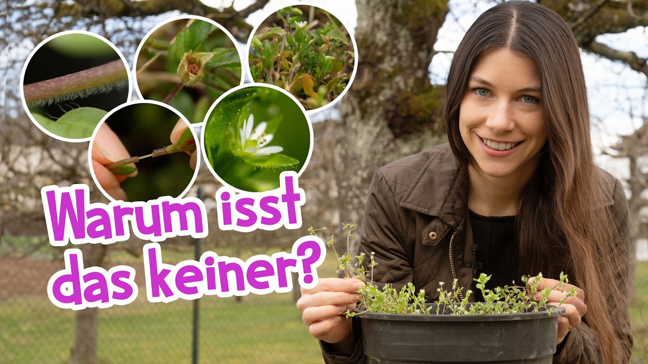 Vogelmiere: Dieses „Unkraut“ wächst gerade überall - besser als Salat 😍 #garten #wildkräuter