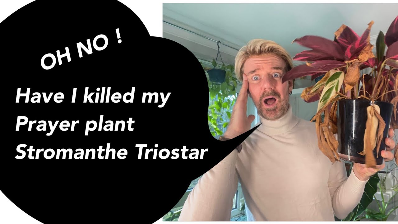 CARE TIPS FOR LOSS & DAMAGED LEAVES ON MY STROMANTHE TRIOSTAR