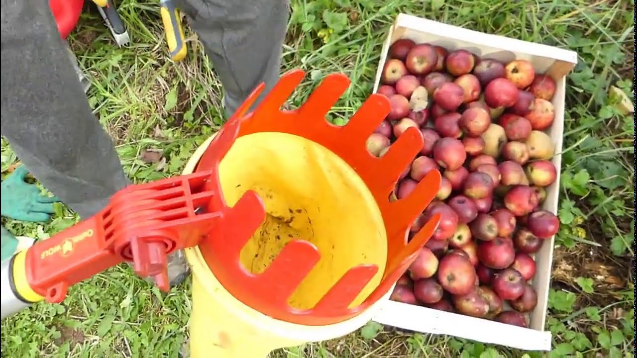 Bonus# Comment cueillir les pommes du haut de l'arbre sans risquer sa vie ?