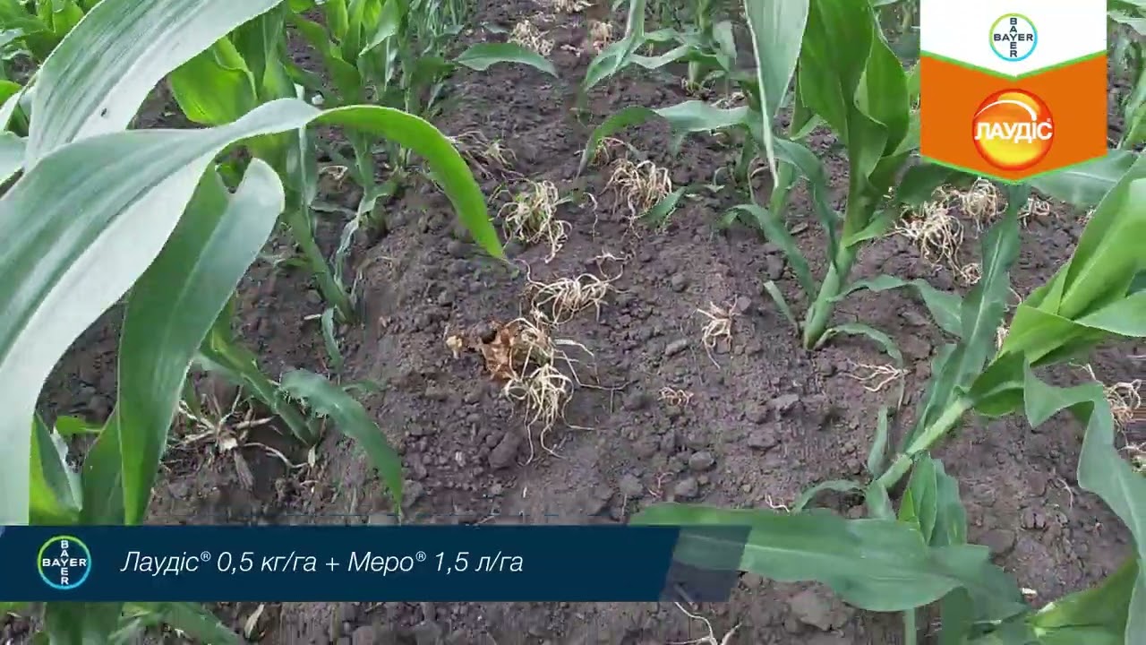 Дія Лаудісу® на перерослі злакові бур’яни