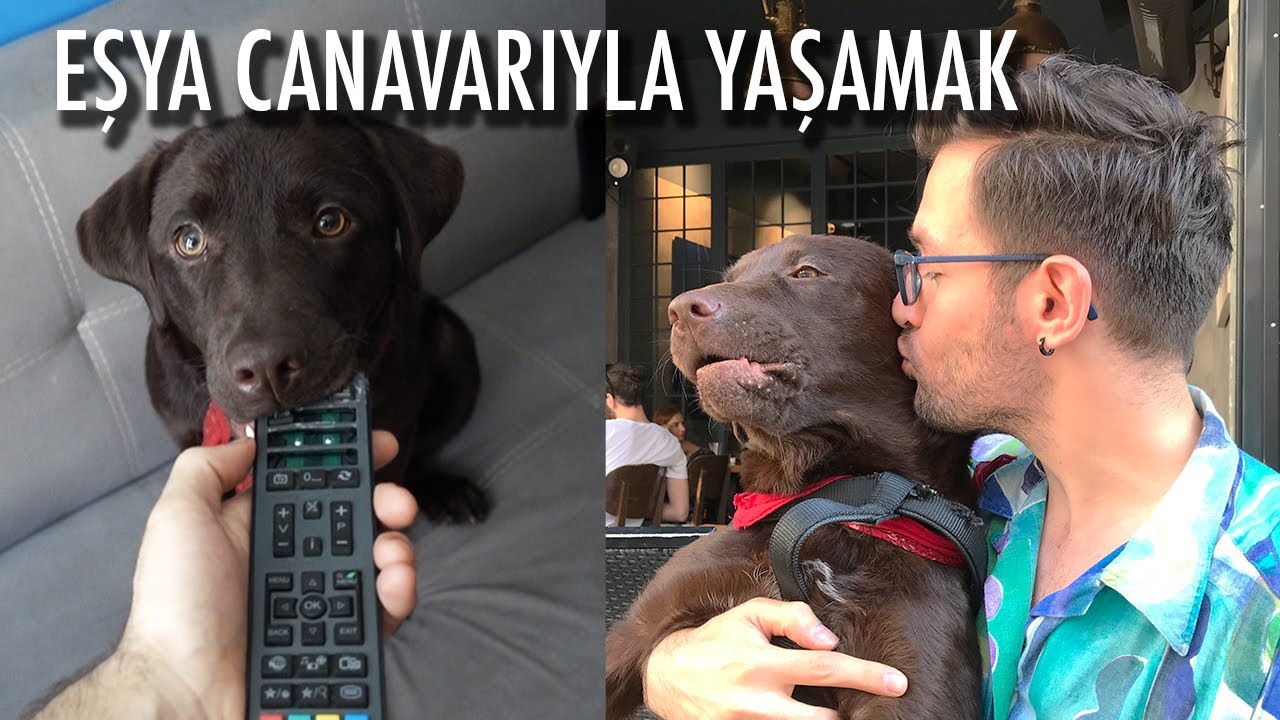 KÖPEĞİMLE BİR GÜN 🐶 - Eşyaların başı dertte!