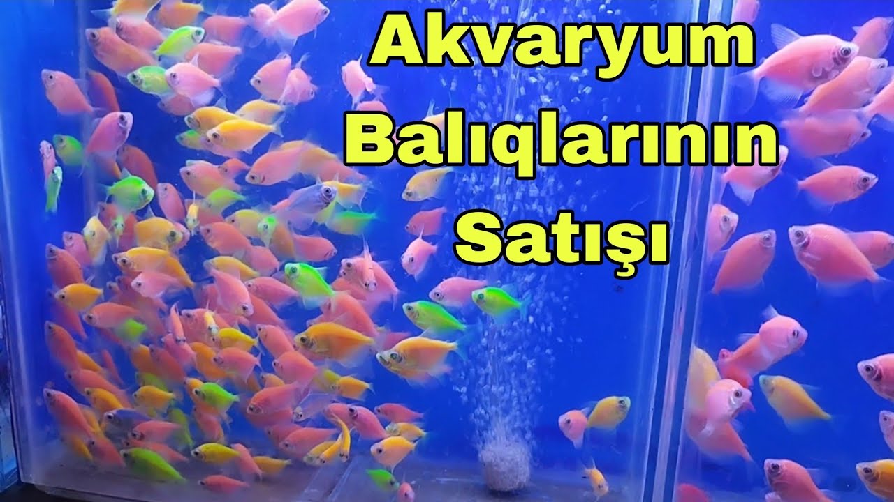 Teze Bazar Akvaryum Balıqlarının Satısı #akvaryum #akvaryumbalıkları #elixezer #baliq