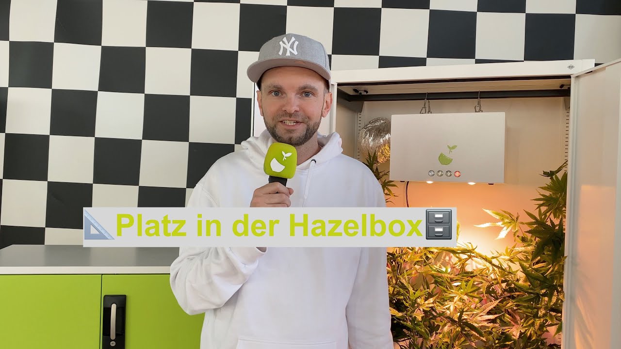 Hazelbox Homegrow mit 3 Pflanzen wieviel Platz habe ich? H&ouml;he der Growbox und Erweiterungen