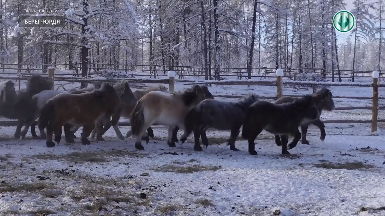 В Оймяконе успешно разводят лошадей якутской породы