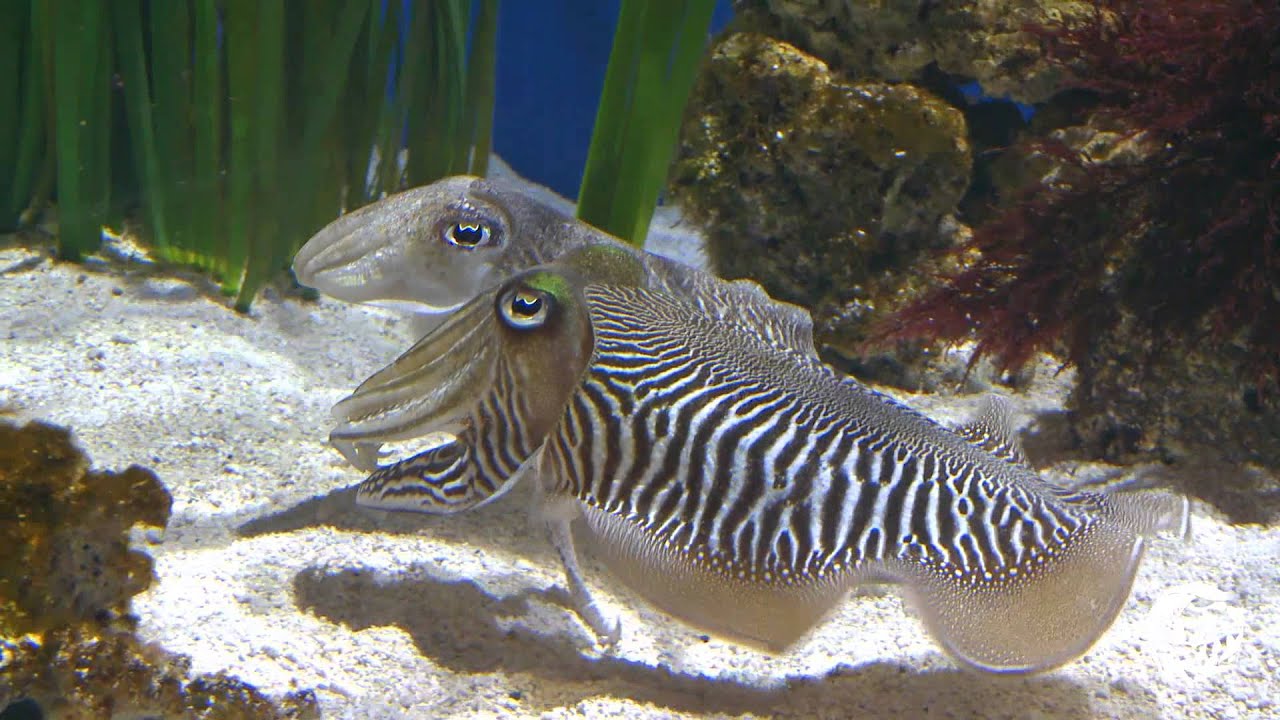 Nothing Common about this Cuttlefish!