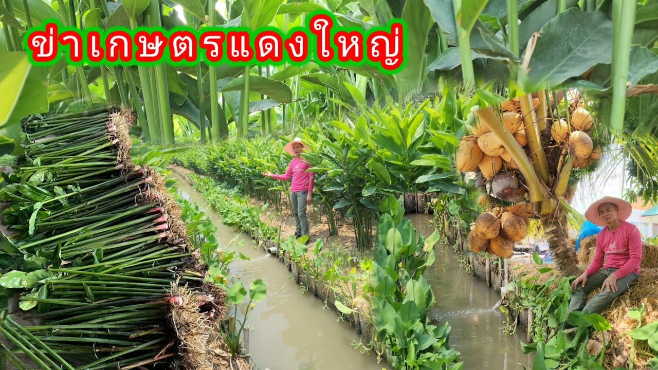ข่าเกษตรแดงใหญ่!! ลงทุนหลักพัน รายได้หลักล้าน ทำได้จริง!!