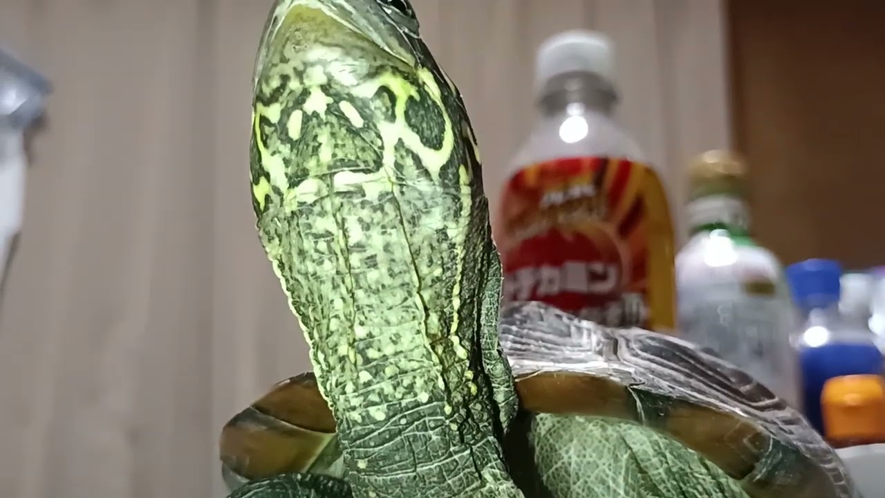 2025年1月2日ミズガメをテーブルにおいて見た動画。