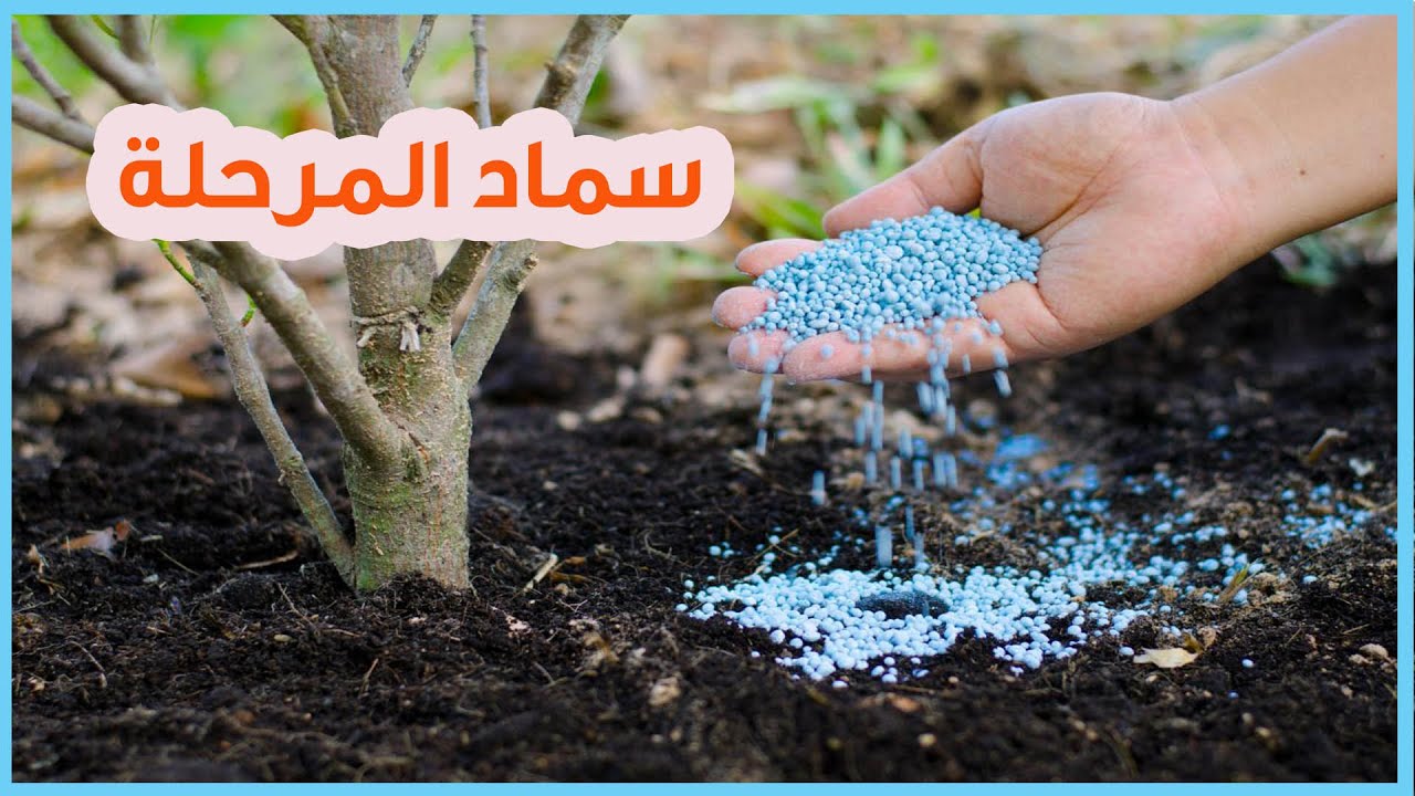 سماد مرحلة الإثمار للاشجار || لتحسين جودة الثمار
