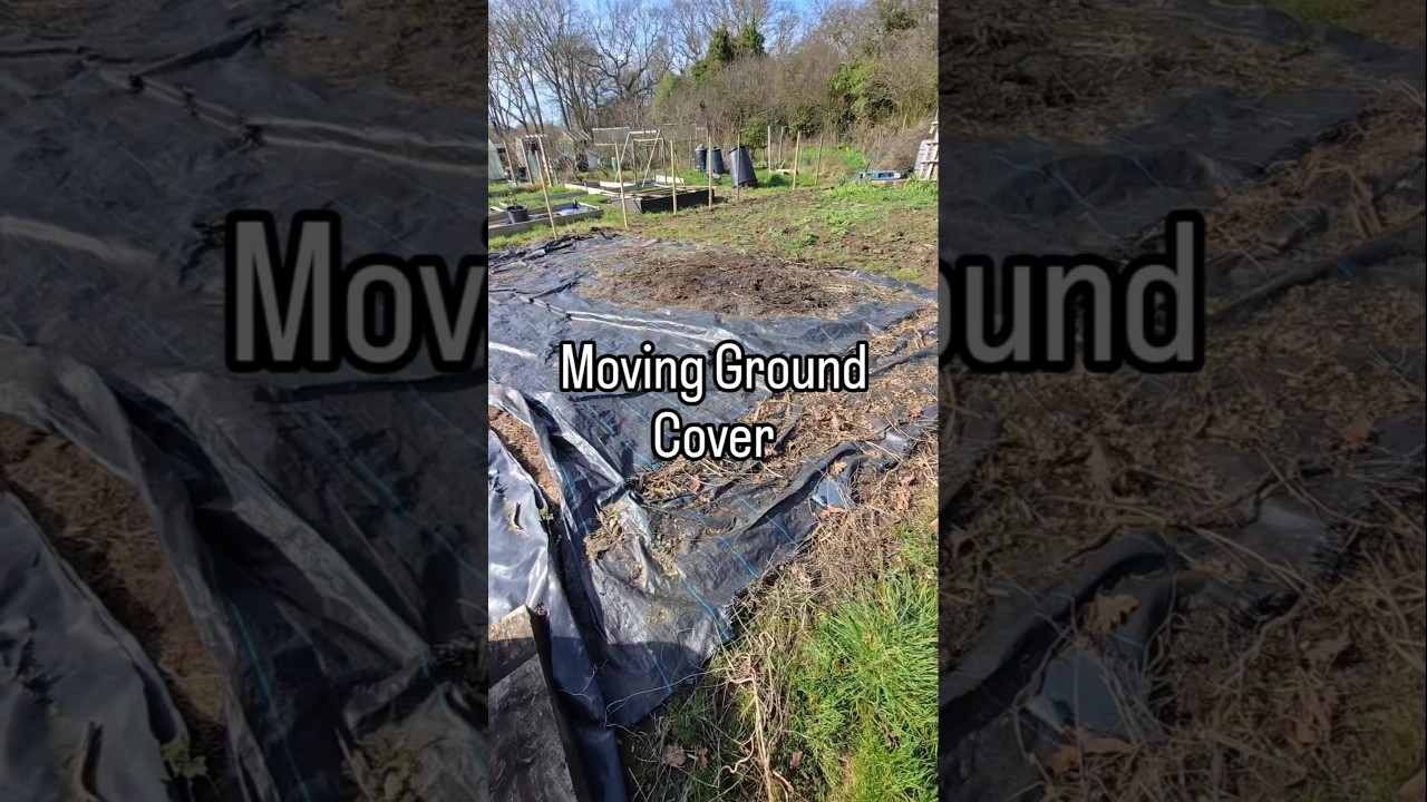 Have a Happy Day ♥️#groundcover #bindweed #allotment #growyourown #retirement