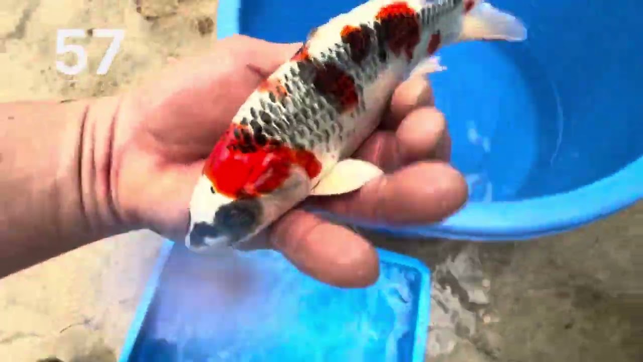 錦鯉池のストレーナーと錦鯉販売#koifish #koi #アクアリウム