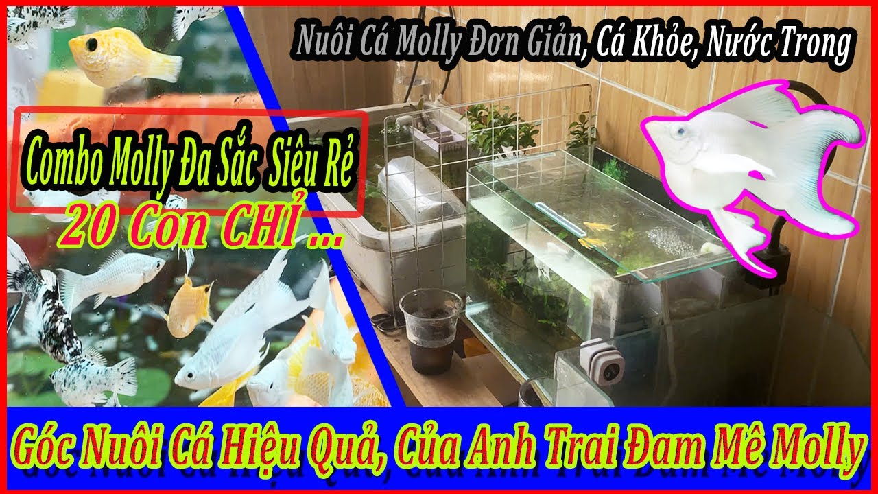 Góc nuôi cá molly đơn giản, hiệu quả của anh khách, combo molly đa sắc đã trở lại |DLB Vlog