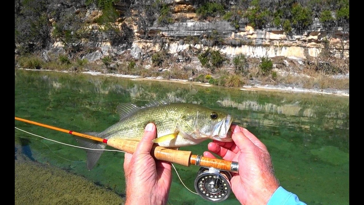 Huge bass on a Leonard 38L bamboo fly rod