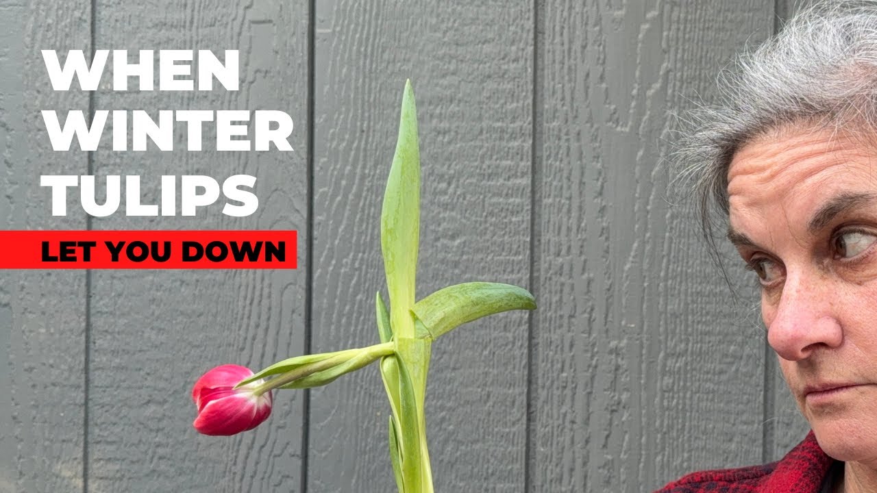 Common Issues with Winter Tulips