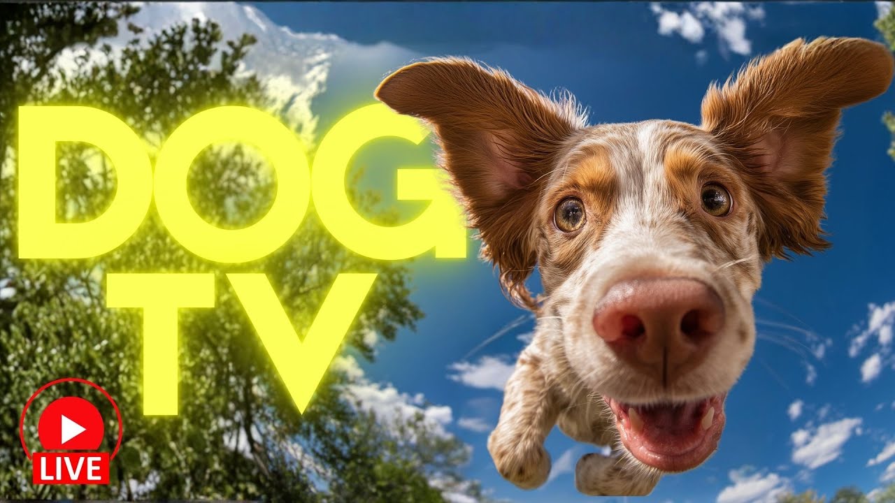 24/7 LIVESTREAM for DOGS 🔴 Enrichment Videos for All Breeds 🐶