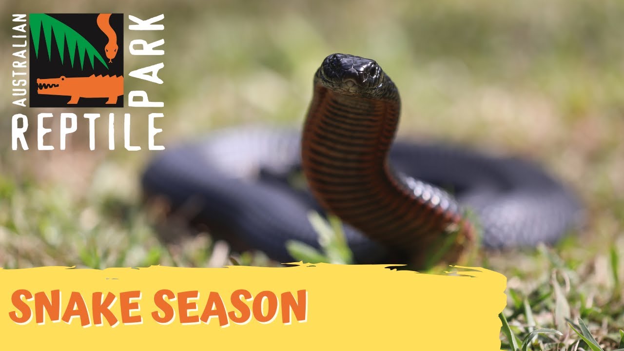 WARNING! Snake season is here! | Australian Reptile Park