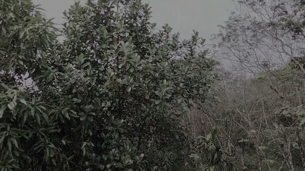 enjoy the sounds of rain and thunder | rain sounds