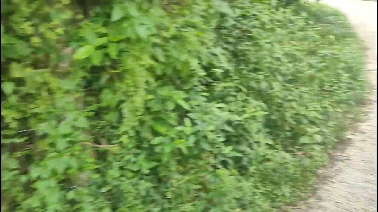 5707sqm farm land in Rosario Batangas