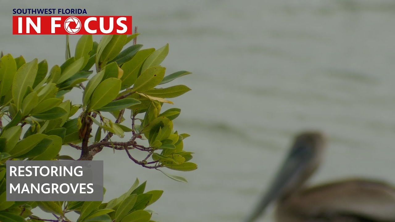 Rebuilding Florida’s Depleted Mangrove Forests | WGCU News