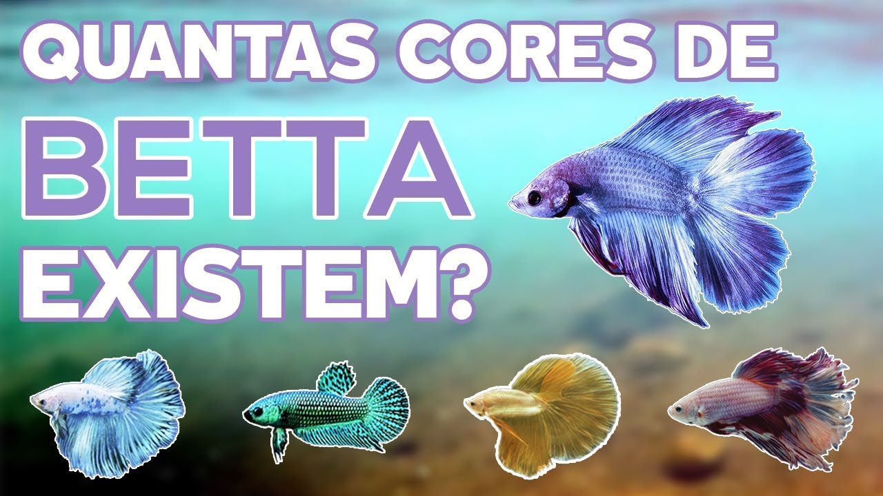 PEIXE BETTA - QUANTAS CORES EXISTEM? 😮🐠🐟