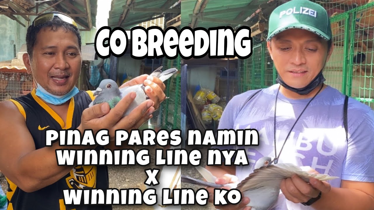 CO BREEDING, MELCHOR GALOTERA WINNING LINE X REGGIE CRUZ WINNING LINE |Reggie Cruz Loft & Aviary