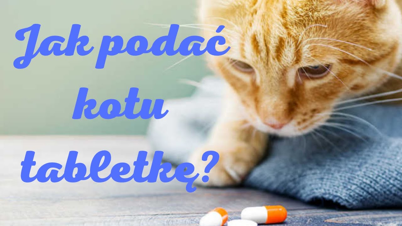 Jak podać kotu tabletkę? #4