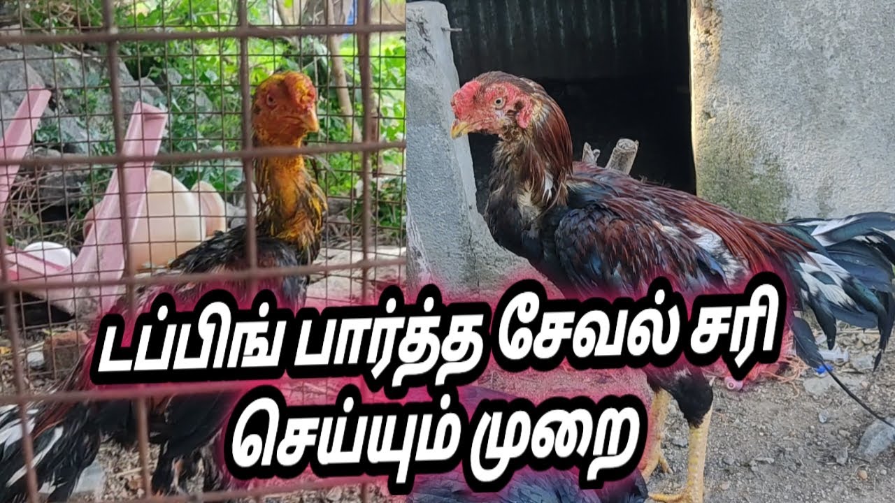டப்பிங் பார்த்த சேவல் சரி செய்யும் முறை