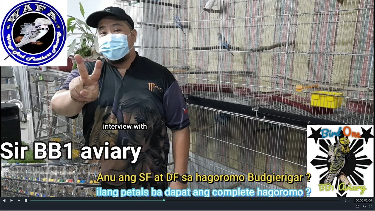 Updated price ng hagoromo and parakeet sa BB1 aviary at anu ang SF and DF sa hagoromo budgierigars