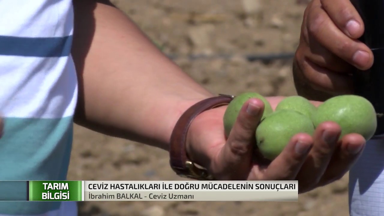 Ceviz Ağacında Görülen Hastalık ve Zararlılar | 3.Bölüm