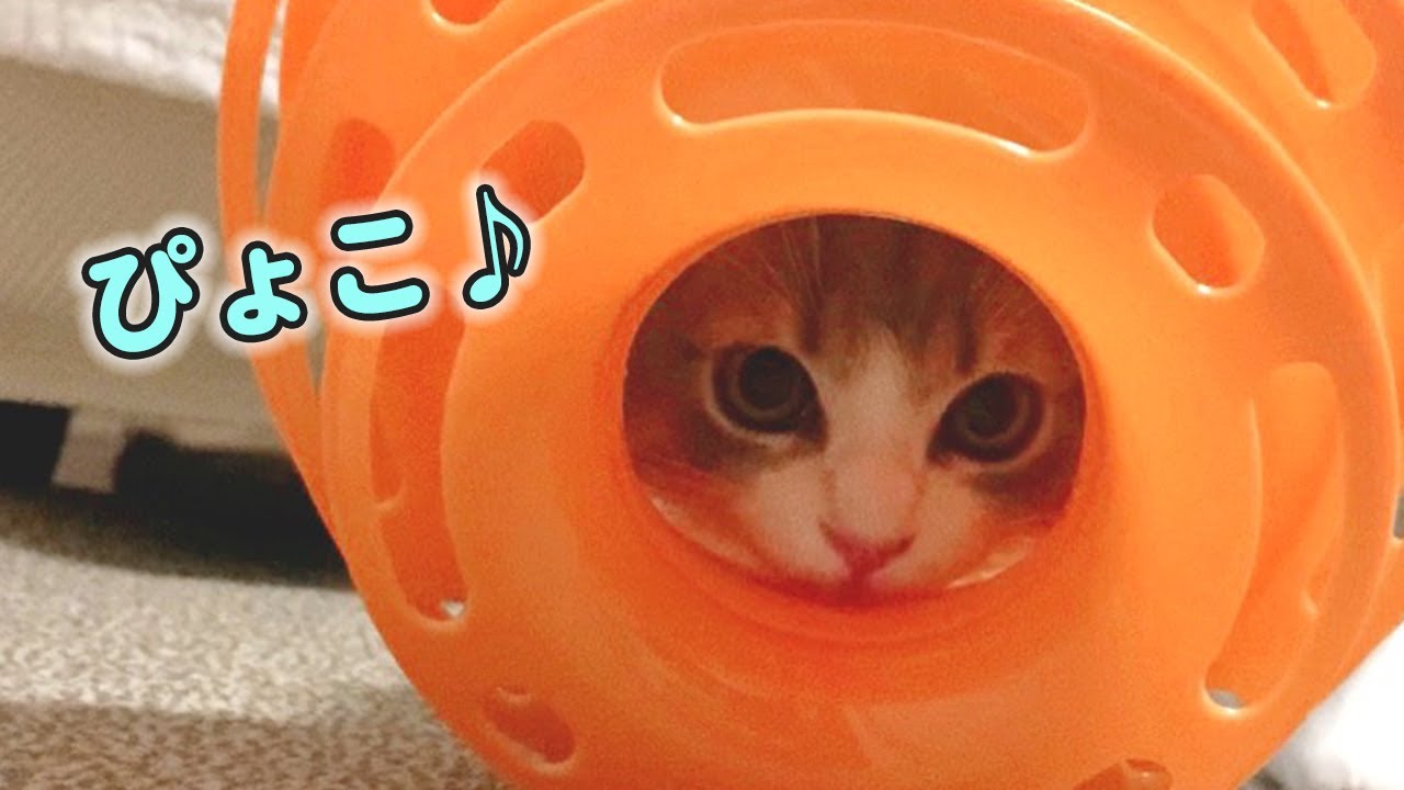 ひとりでも遊べる人気の猫おもちゃの遊び方がユニークすぎた！【猫おもちゃレビュー】【くるくるタワーボール】【スコティッシュフォールド】