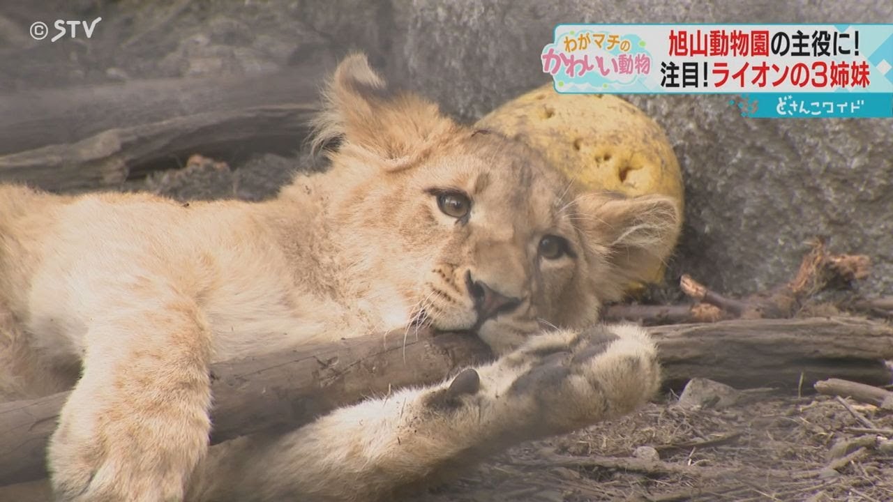 やんちゃな三つ子のライオン　急所をかじられ父親が激怒　ＳＮＳで話題　北海道・旭山動物園