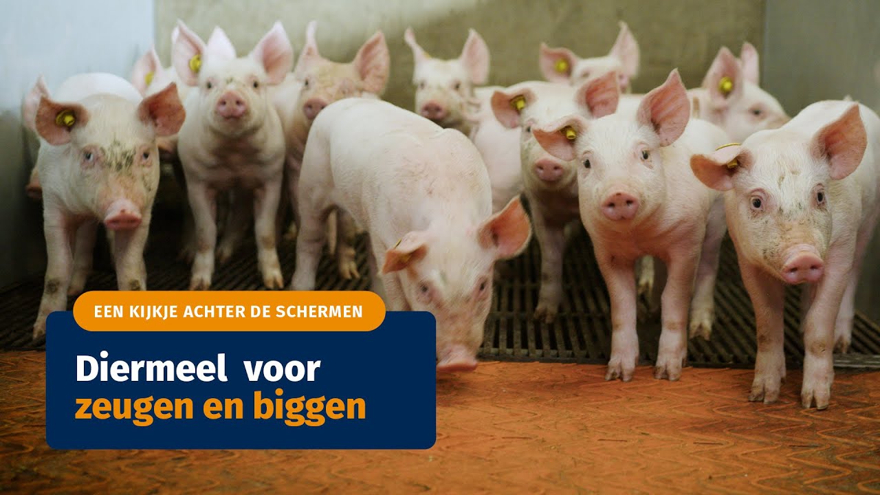 Een kijkje achter de schermen: Diermeel voor zeugen en biggen