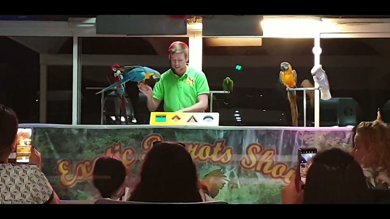 parrot show at laguna Park 2 tenerife