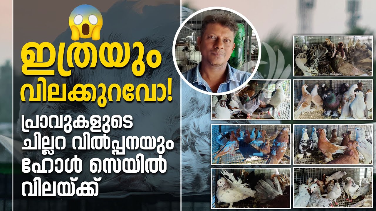 ഇത്രയും വിലക്കുറവോ😱 പ്രാവുകളുടെ ചില്ലറ വിൽപ്പനയും ഹോൾ സെയിൽ വില്പനക്ക് | Pigeon Wholesale | 0024
