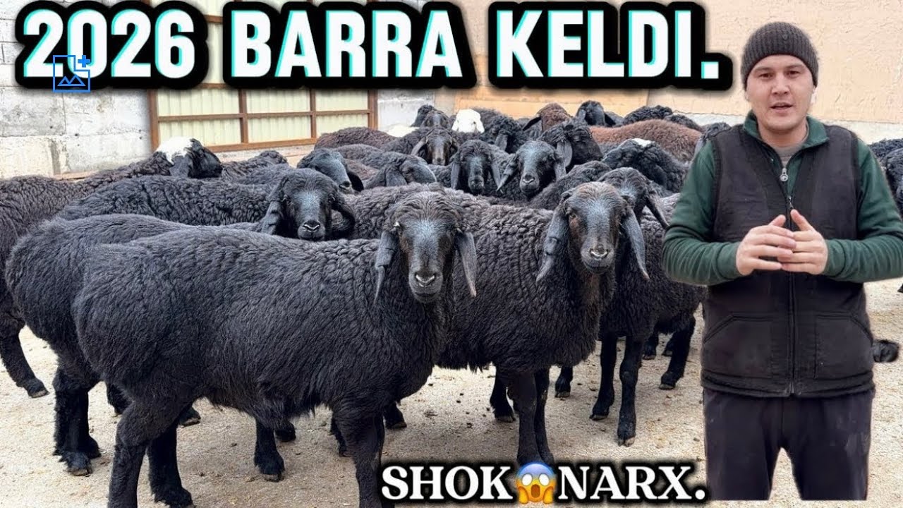 BARRA SEZON BOSHLANDDI. 9-10 OYLIQ QOCHQORLAR BARRANI NARXIDA.