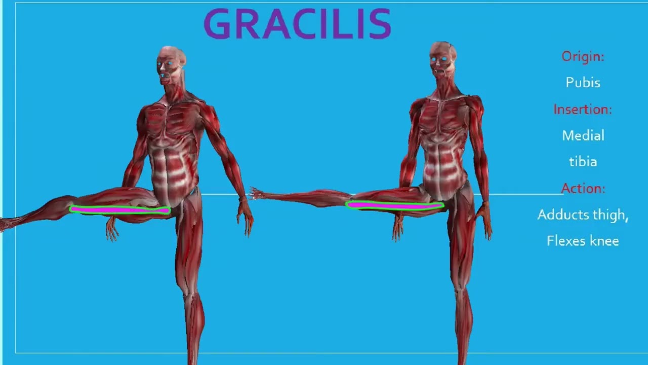 GRACILIS & ADDUCTOR MUSCLES