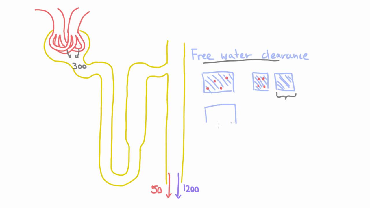 Concept of Free Water Clearance - An Intuitive Understanding