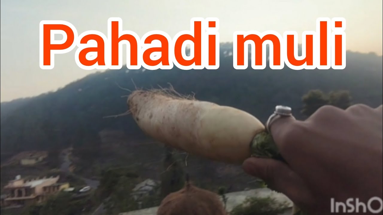 Hamara yaha ki pahadi muli❤❤