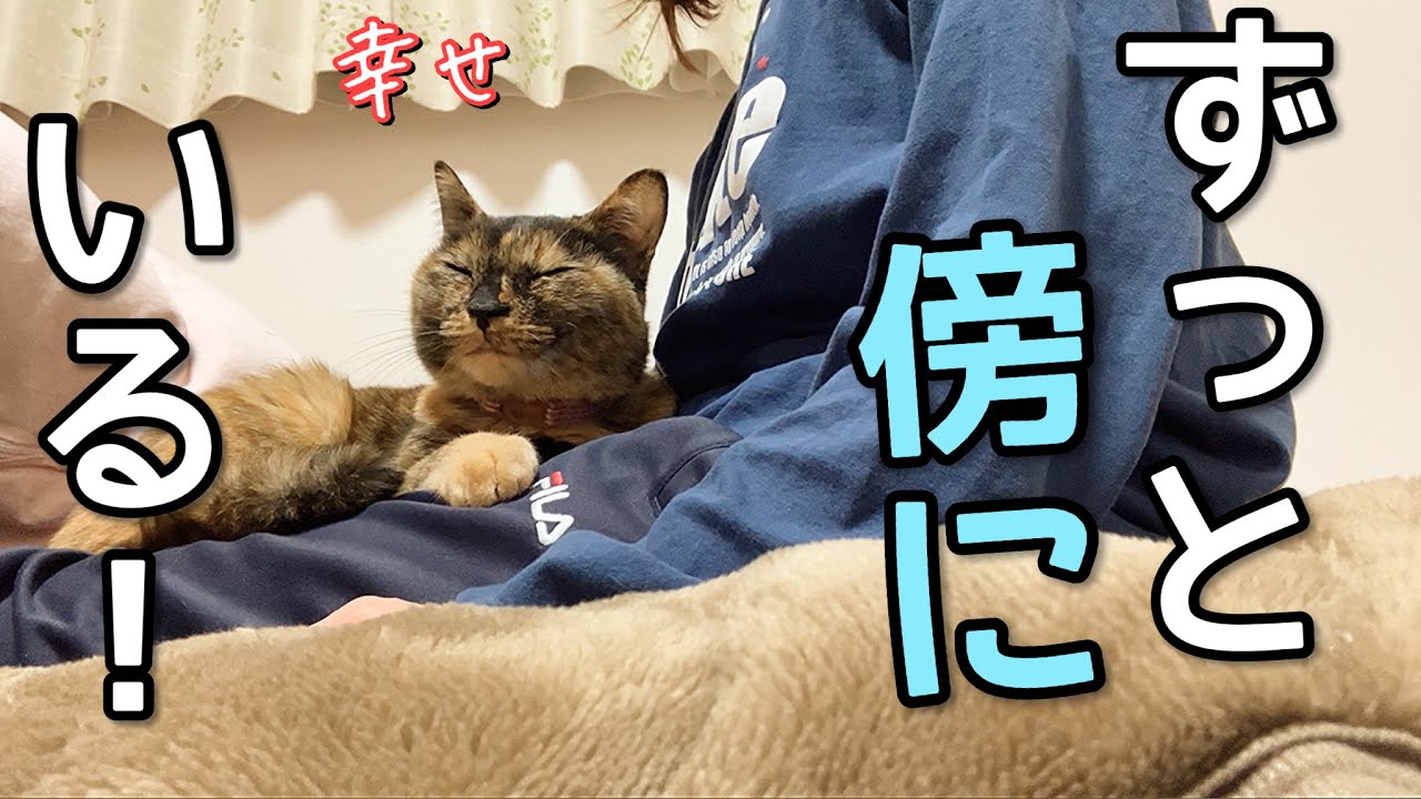 マッマが好き過ぎてずっと傍にいるサビ猫の一日ルーティン｜元野良猫