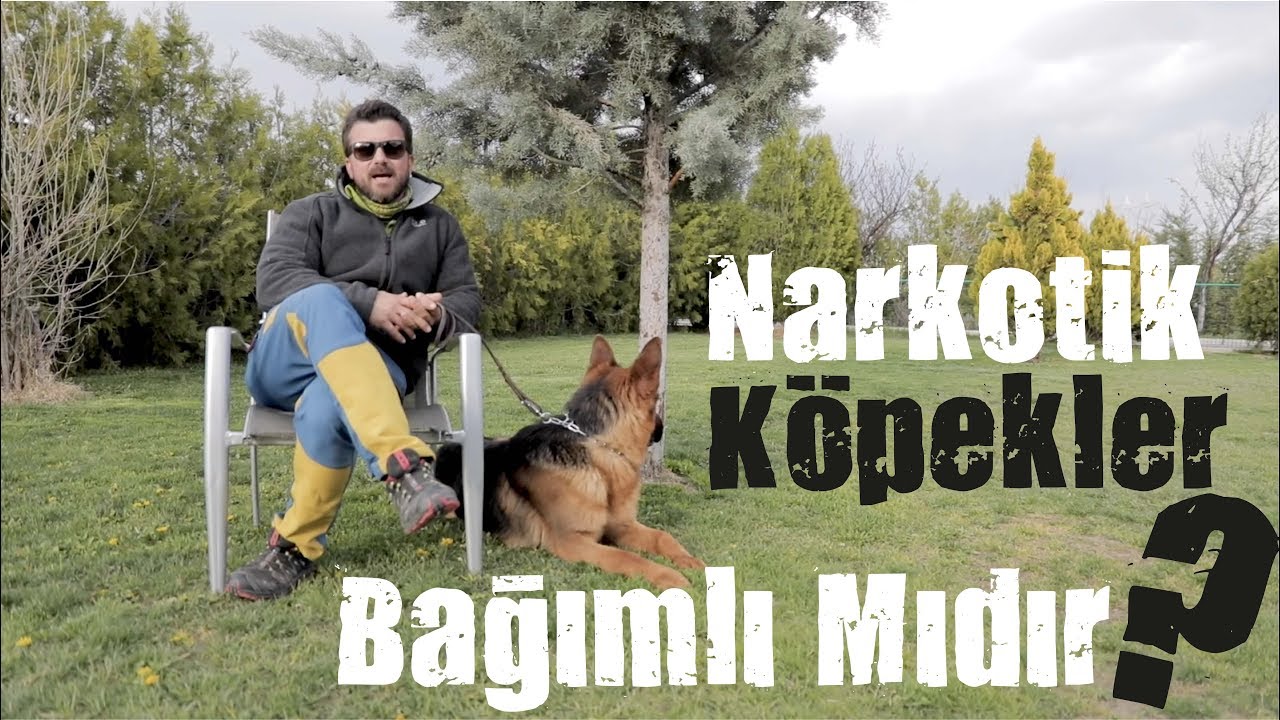 Narkotik Köpekler Uyuşturucu Bağımlısı Mıdır?