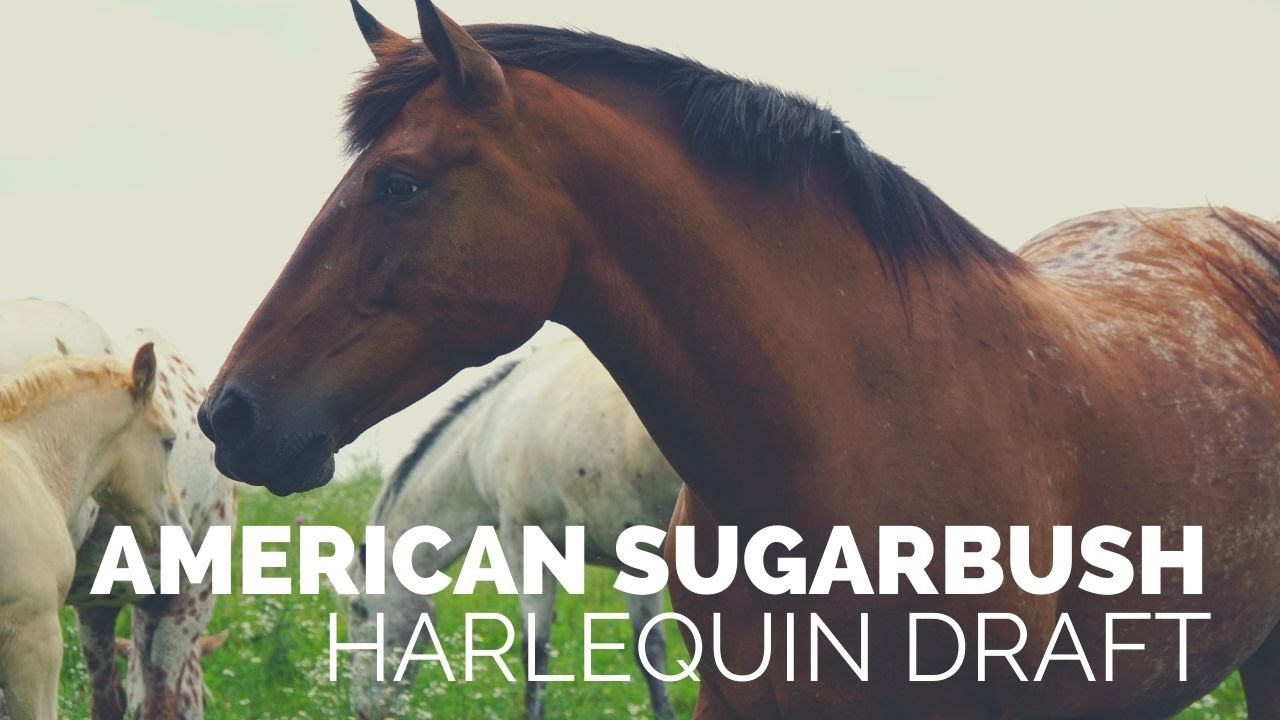 Discover the American Sugarbush Harlequin Draft Horse!