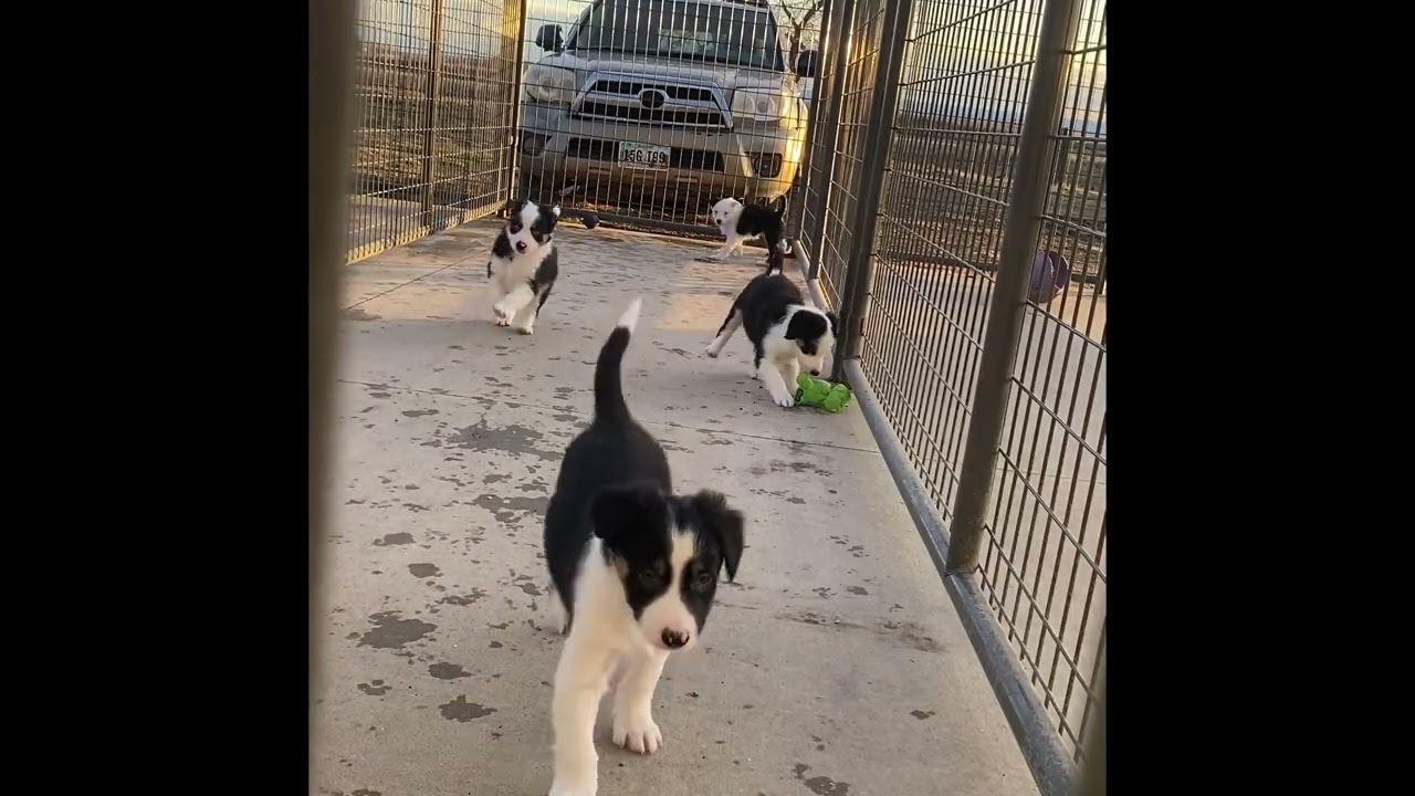 Billabong Sweep x Billabong River 7 weeks