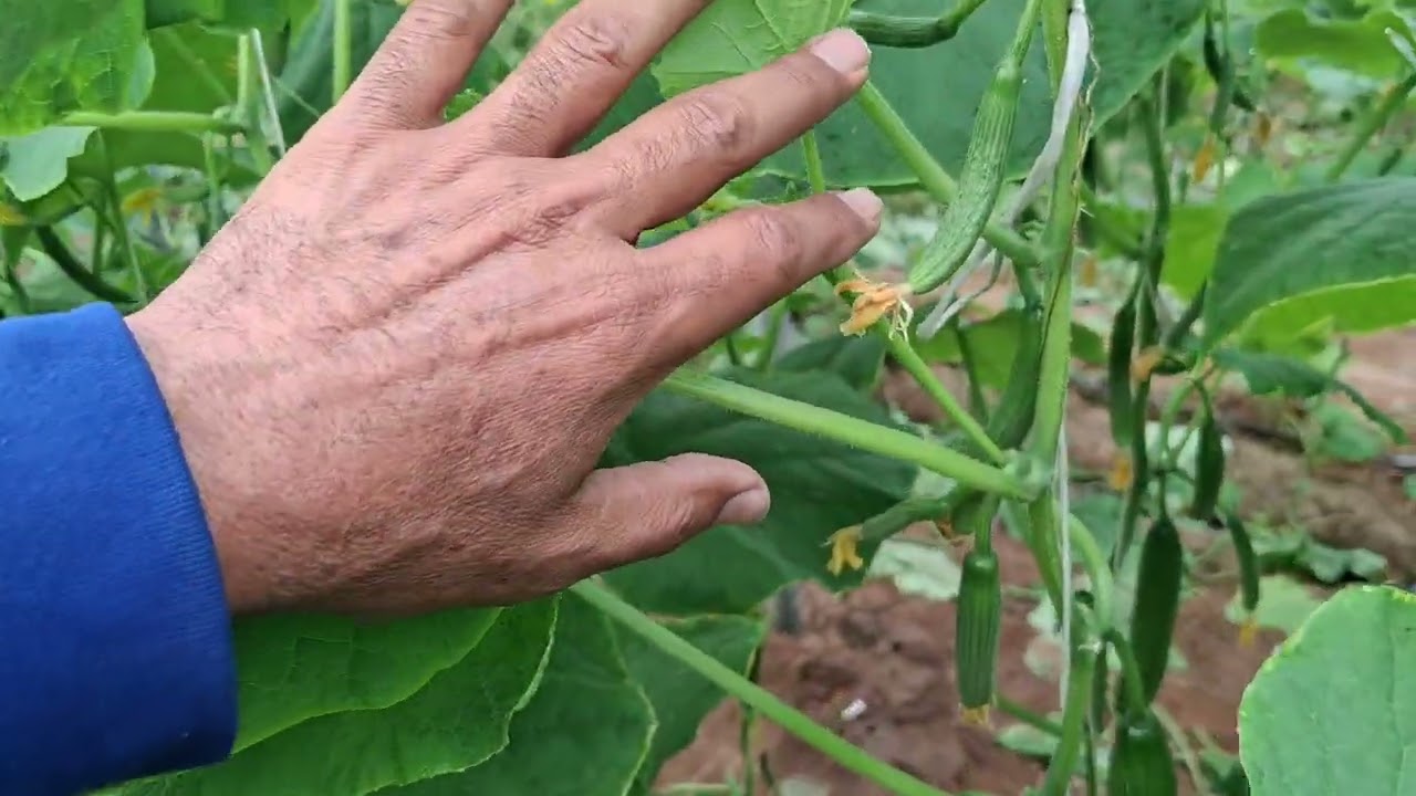 الطقس بارد ونمو الخيار واقف الحقيقة التى لا يريد احد قولها.